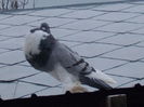 DSCN1427
