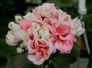 pelargonia_denise1