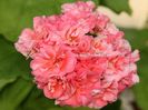 pelargonia_high_tor