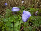 Anemone Blue Shades (2016, March 22)