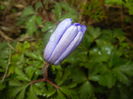 Anemone Blue Shades (2016, March 22)