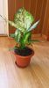 Dieffenbachia