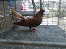 mascul 4 vandut