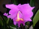 cattleya pink empress blc. 2016.03.21 1