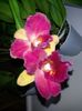 cattleya galben cu mov 2016.03.19 4