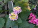 Lantana