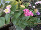 Lantana