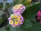 Lantana