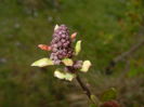 Lilac Ruhm von Horstenstein (`16,Mar.22)