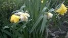 WP_20160328_013