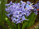 Hyacinth Delft Blue (2016, March 22)