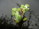 White Lilac Tree (2016, March 23)