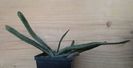 Gasteria carnosa v. schwieckerdtiana