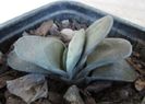 Gasteria glomerata