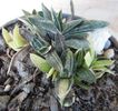 Gasteria gracilis v. minima fma. variegata