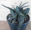 Gasteria liliputana