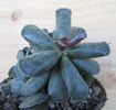 Adromischus cooperi