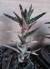 Aloe juvenna