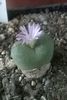 Conophytum sp