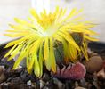 Faucaria lupina