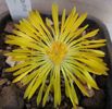 Faucaria lupina