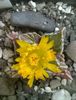 Faucaria lupina