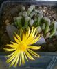 Fenestraria rhopalophylla ssp. aurantiaca