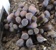 Frithia humilis