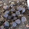 Frithia humilis