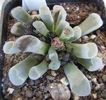 Frithia pulchra