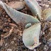Gibbaeum velutinum