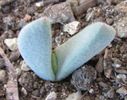 Ihlenfeldtia excavata