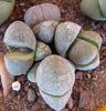 Pleiospilos nelii