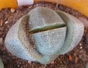 Pleiospilos nelii