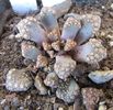 Titanopsis hugo-schlechteri