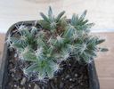 Trichodiadema densum