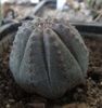 Euphorbia obesa