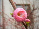Prunus triloba (2016, March 27)