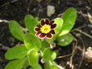 Primula elatior Gold Lace (2016, Mar.27)