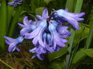 Hyacinth Delft Blue (2016, March 23)