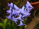Hyacinth Delft Blue (2016, March 23)