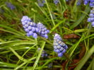 Muscari armeniacum (2016, March 24)