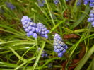 Muscari armeniacum (2016, March 24)