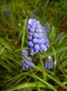 Muscari armeniacum (2016, March 24)