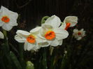 Narcissus Geranium (2016, March 24)