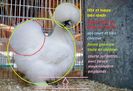 foto matthieu.leuridanaviculture
