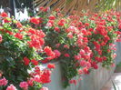 DSCN0356