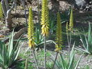 flori aloe