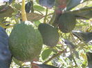 DSCN0378