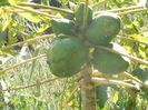 DSCN0387